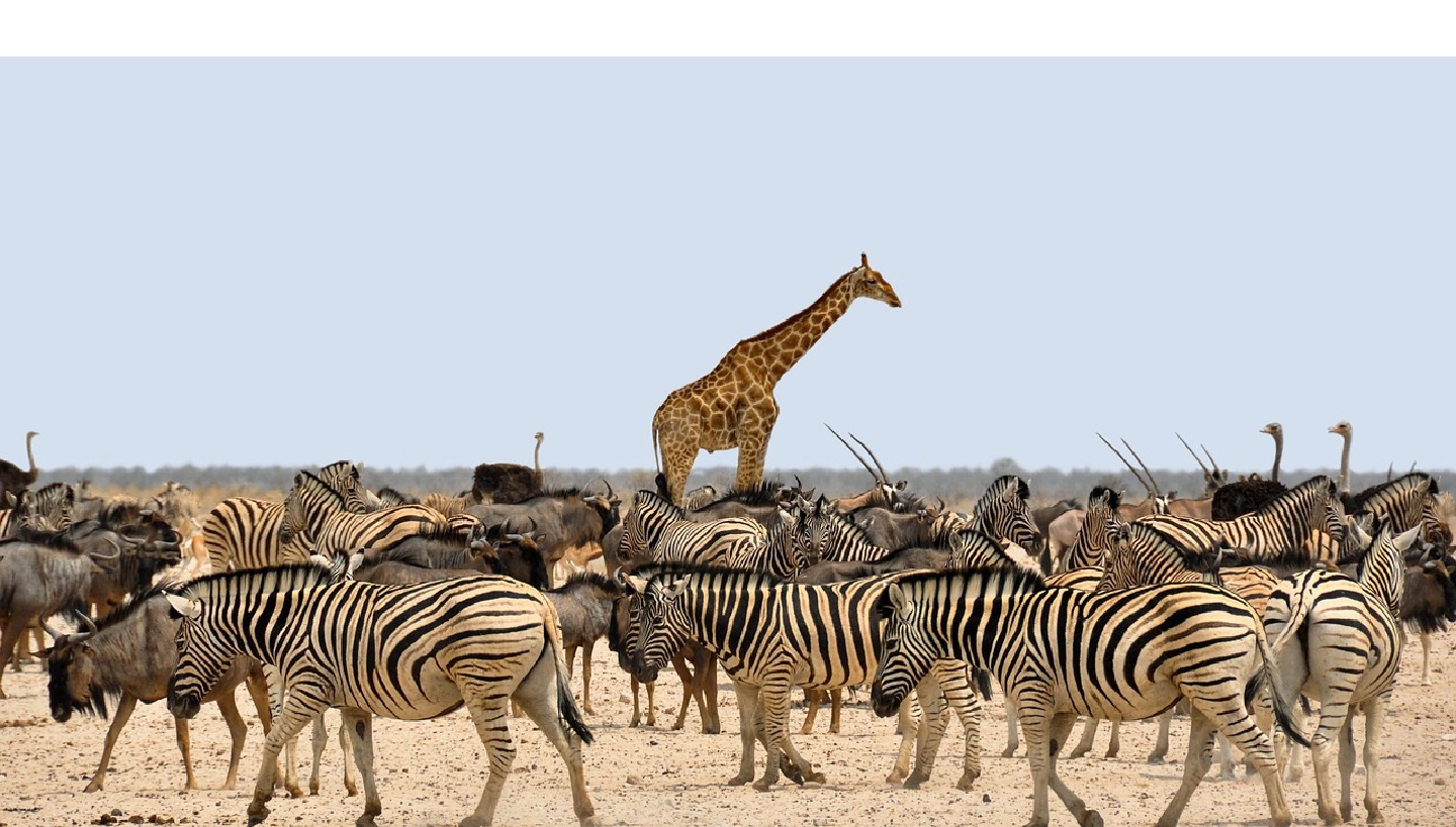 Africa